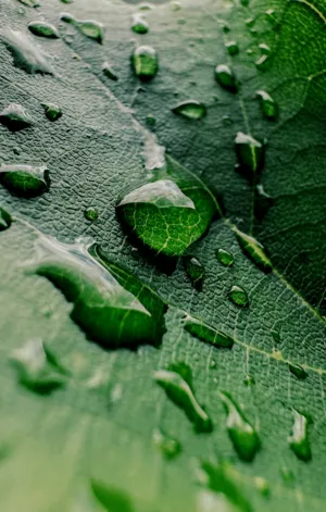 Raindrops On Green Leaf