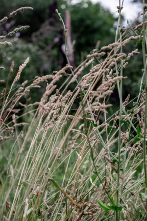 Wheat Field
