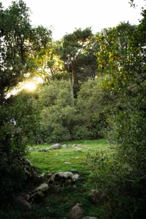 Sunlit Forest
