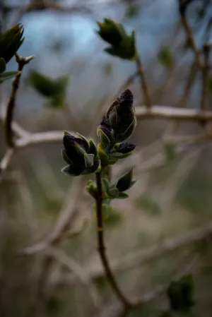 Budding Plant
