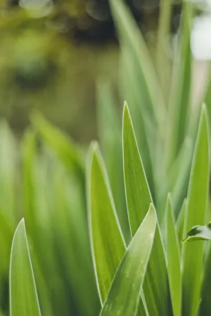 Green Leaves
