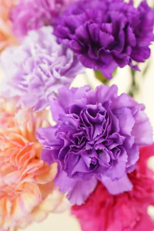 Colorful Carnations