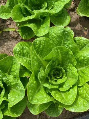 Lettuce Plant