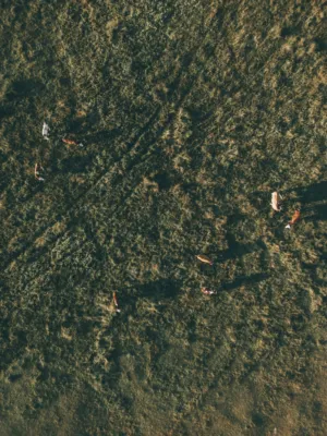 Cows In A Field
