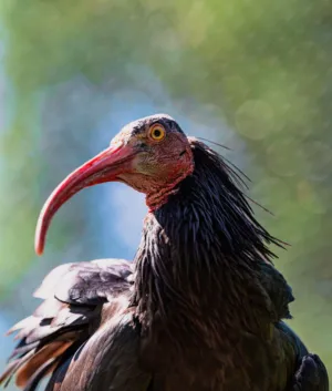 Northern Bald Ibis