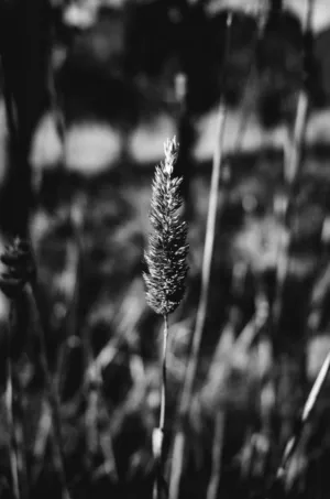 Grain In The Field
