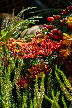 Autumnal Garden
