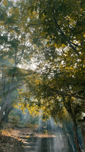 Sunlit Forest Path