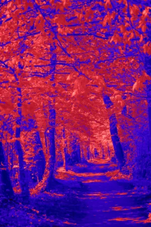 Colorful Forest Path
