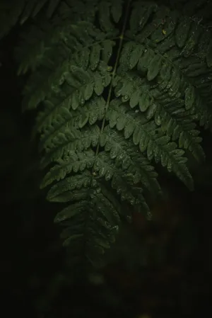 Fern In The Rain