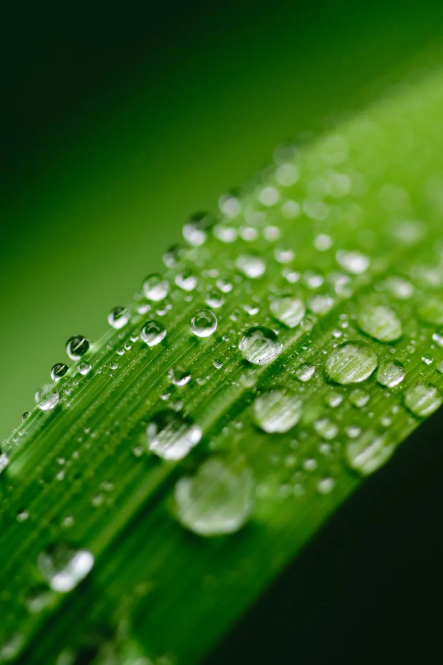 Dewy Grass