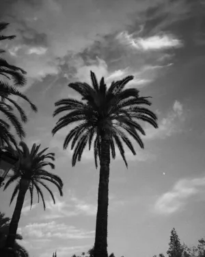 Palm Trees Against The Sky