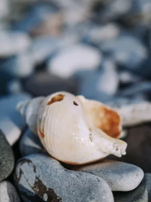 Seashell On Rocks