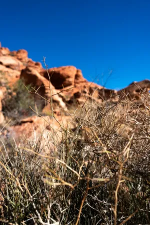Desert Landscape