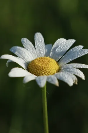 Daisy With Dewdrops
