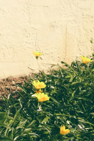 Yellow Flowers Against A Wall