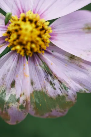 Purple Flower Close-Up