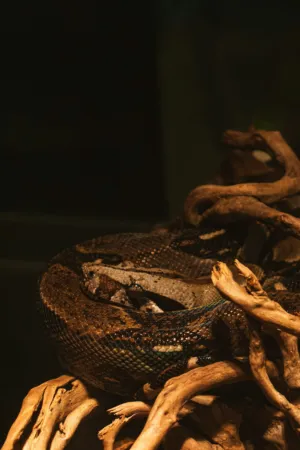 Boa Constrictor