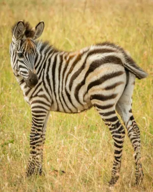 Baby Zebra In The Wild