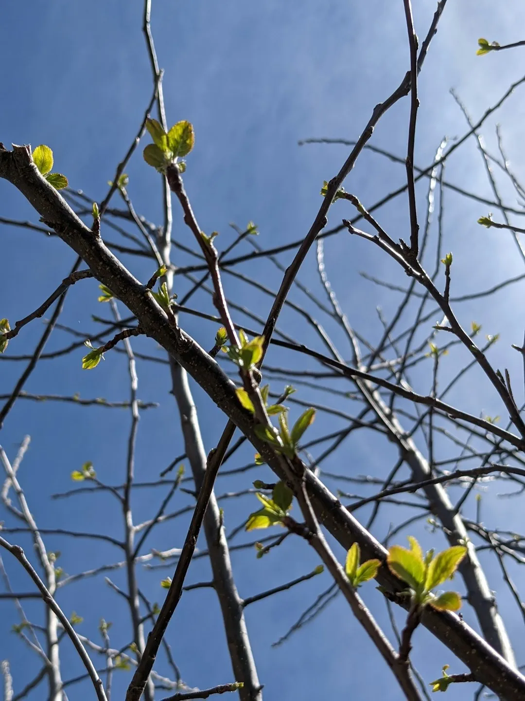 Spring Tree Buds