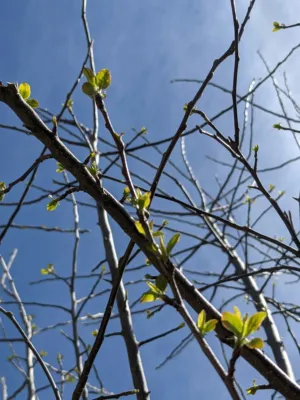 Spring Tree Buds