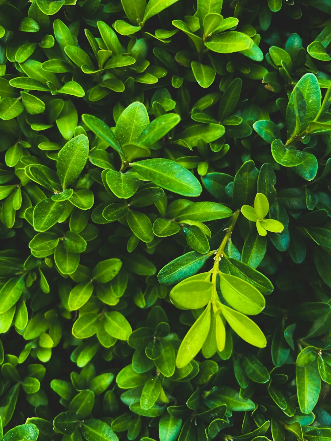Green Leaves