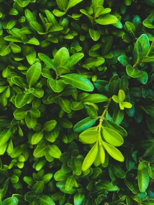 Green Leaves