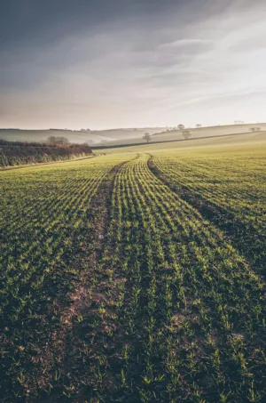Green Fields