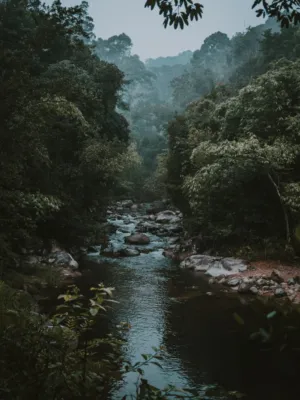 Forest Stream