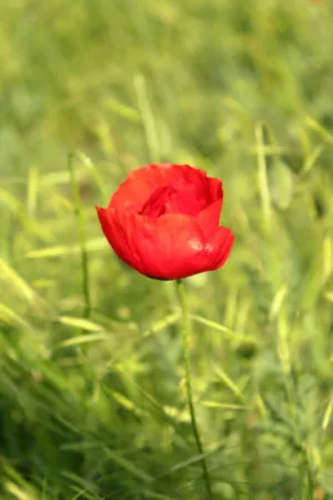 Red Poppy In A Field
