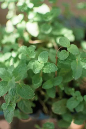 Mint Leaves