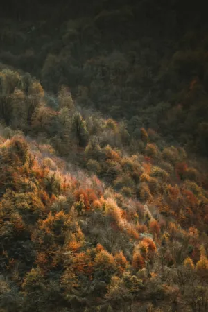 Autumn Forest