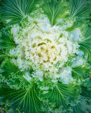 Cabbage Plant
