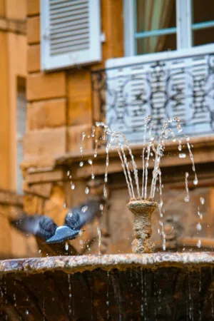 Fountain And Bird