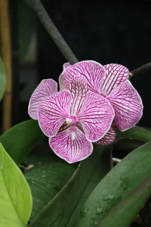 Pink And White Striped Orchid