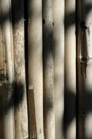 Bamboo Fence