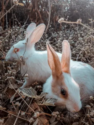 Rabbits In The Wild