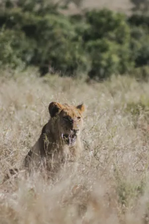 Lion In The Wild