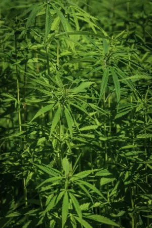 Green Hemp Plants