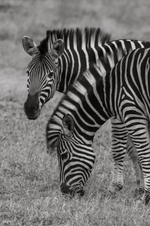 Zebras Grazing