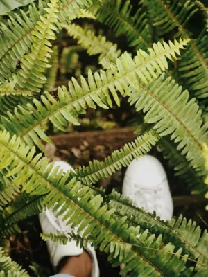 Ferns And Feet