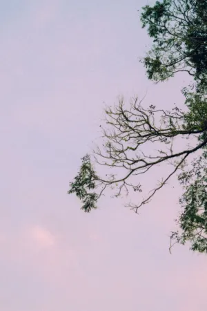Twilight Tree Branches