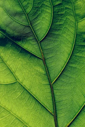 Green Leaf Macro