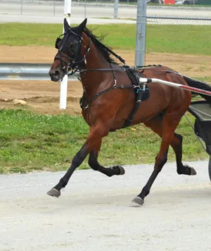 Horse In Motion