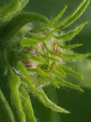 Green Bud Close-Up