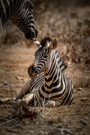 Zebra Family