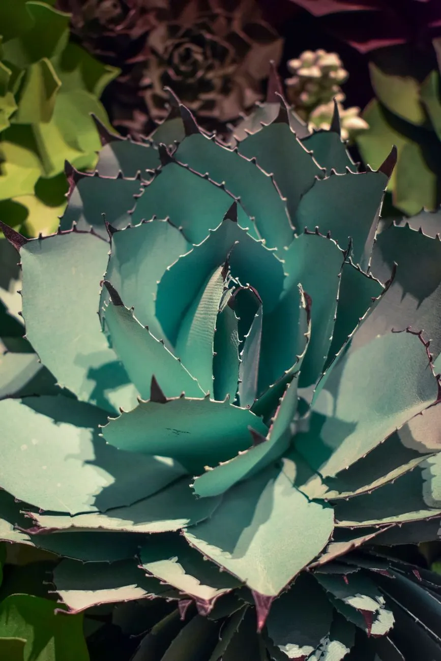 Blue Agave Plant