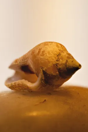 Sea Shell