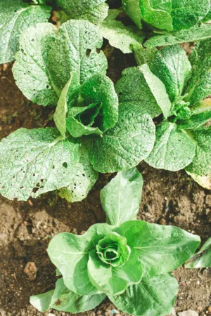 Green Leafy Vegetable