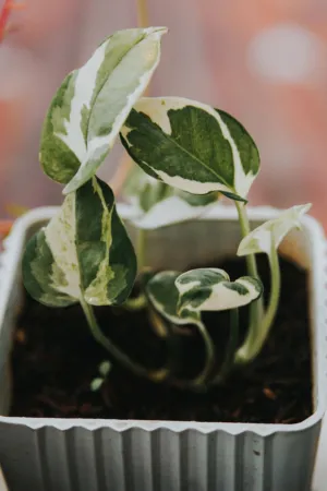 Variegated Plant In Pot